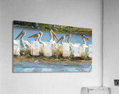 Pelicans in the Waves Acrylic Print