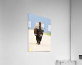 Big Boss of the Road   Wood Bison Acrylic Print
