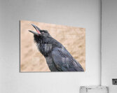 Raven singing Acrylic Print