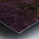 Crab apple blossom pathway Metal print