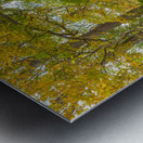 Rural Niagara Autumn Path Metal print