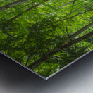 Summer fresh forest glow Metal print