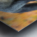 Autumn Crossfox Metal print