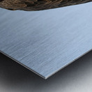 Bald Eagle portrait Metal print