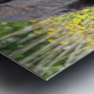 Black Bear Enjoying dandelions Metal print