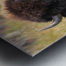 Friendly Giant   Wood Bison Metal print