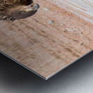 Juvenile Bald Eagle Reflection Metal print