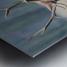 Jasper Elk Metal print