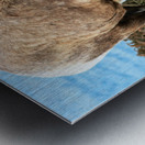 Young Mountain Rams Metal print