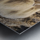 Jasper Mountain Goat Impression metal