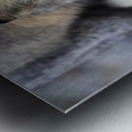 Fox Staredown Metal print