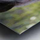 Black Bear Portrait Metal print