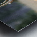 Elk Staredown Metal print