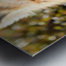 Fox Yawning Metal print