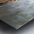 Wood Bison in Morning Frost Metal print