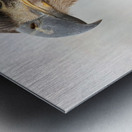 Juvenile Bald Eagle Portrait Metal print