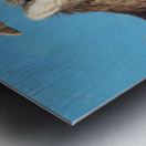 Mountain Ram Portrait Metal print