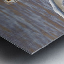 Pelican Takeoff Metal print