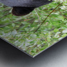 Black Bear Eating Metal print