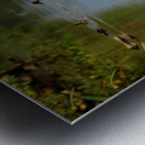 Swan Mirror reflections Metal print