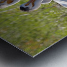 Pelicans relaxing along the Hay River  NWT Metal print