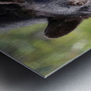 Black Bear Staredown Metal print