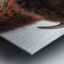 Winter Bison Portrait Metal print