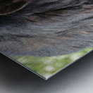 Black Bear eating grass Metal print