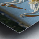 Pelicans in the Waves Metal print