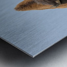 Big Boss of the Road   Wood Bison Metal print