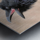 Raven singing Metal print