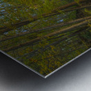 Taughannock Falls Forest Trail Metal print