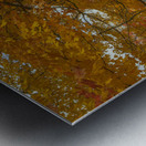 Autumn Farm Maple Pathway  Metal print