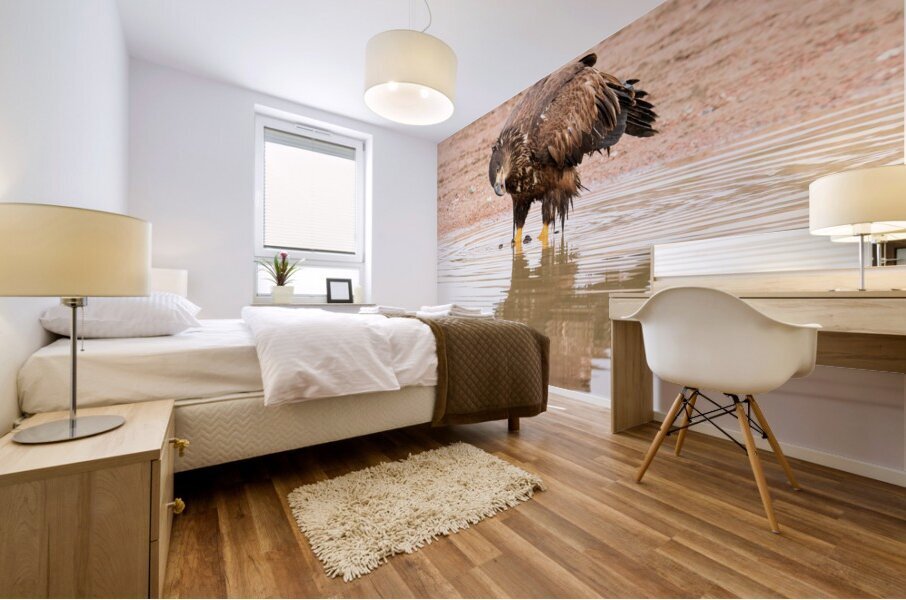 Juvenile Bald Eagle Reflection Mural print