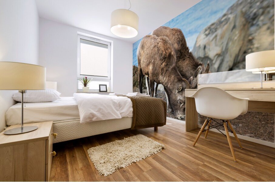 Young Mountain Rams Mural print