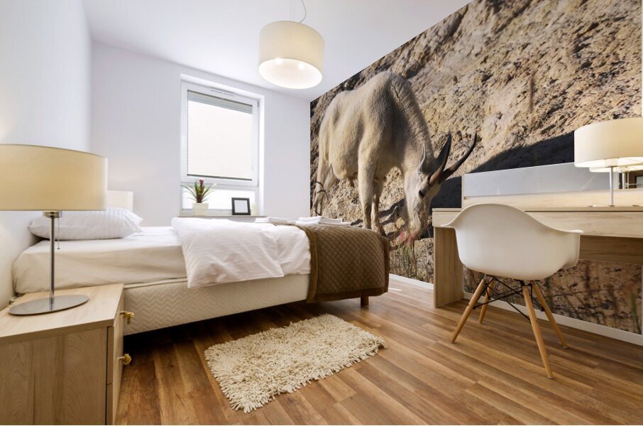 Jasper Mountain Goat Impression murale