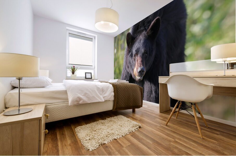 Black Bear Portrait Mural print