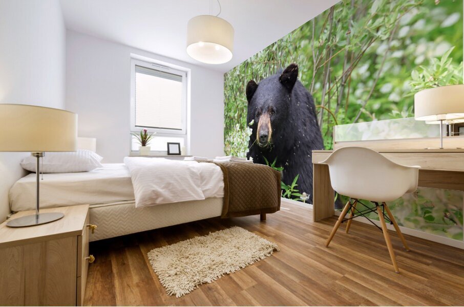 Black Bear Eating Mural print