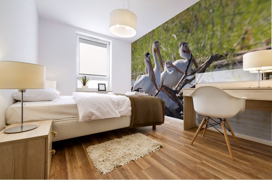 Pelicans relaxing along the Hay River  NWT Mural print