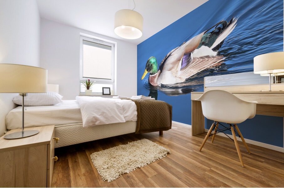 Duck Reflections Impression murale