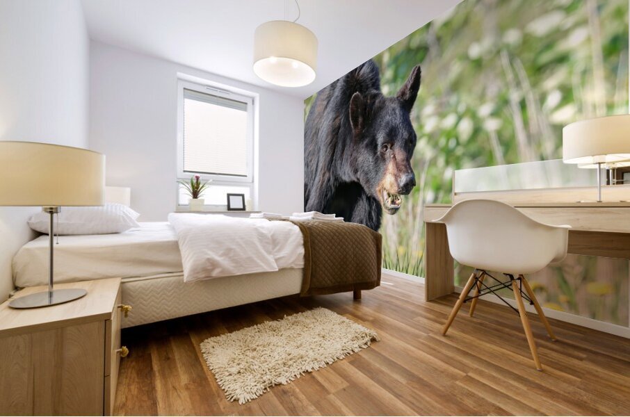 Black Bear eating grass Mural print