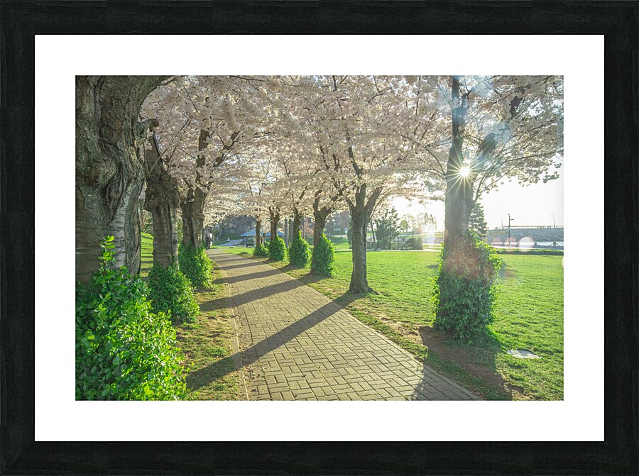 Cherry Blossom Pathway Picture Frame print