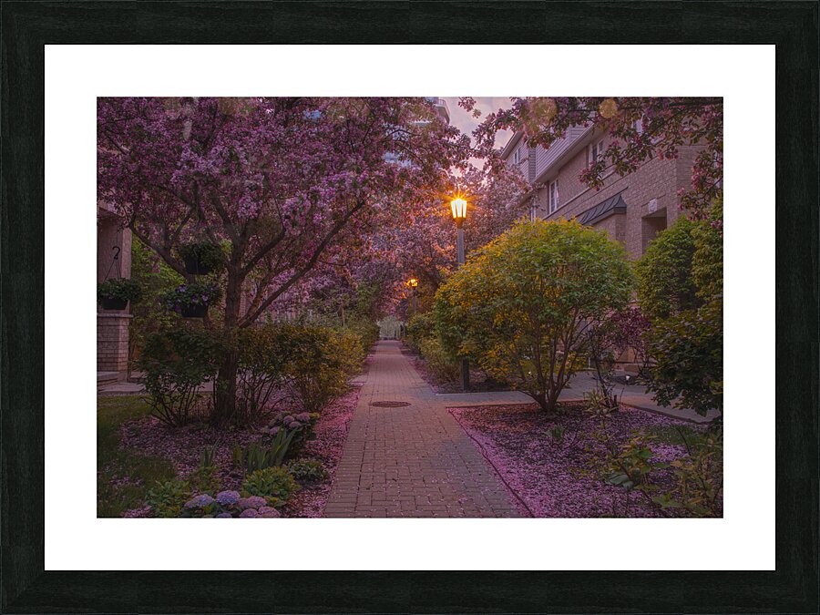 Crab apple blossom pathway Picture Frame print