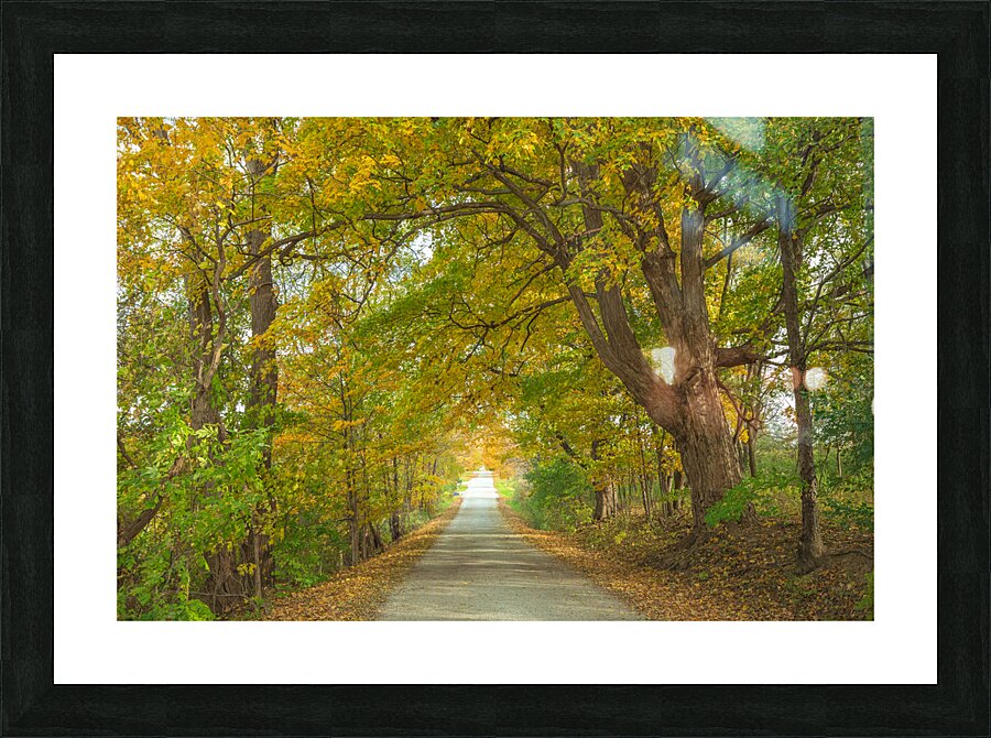 Rural Niagara Autumn Path Picture Frame print
