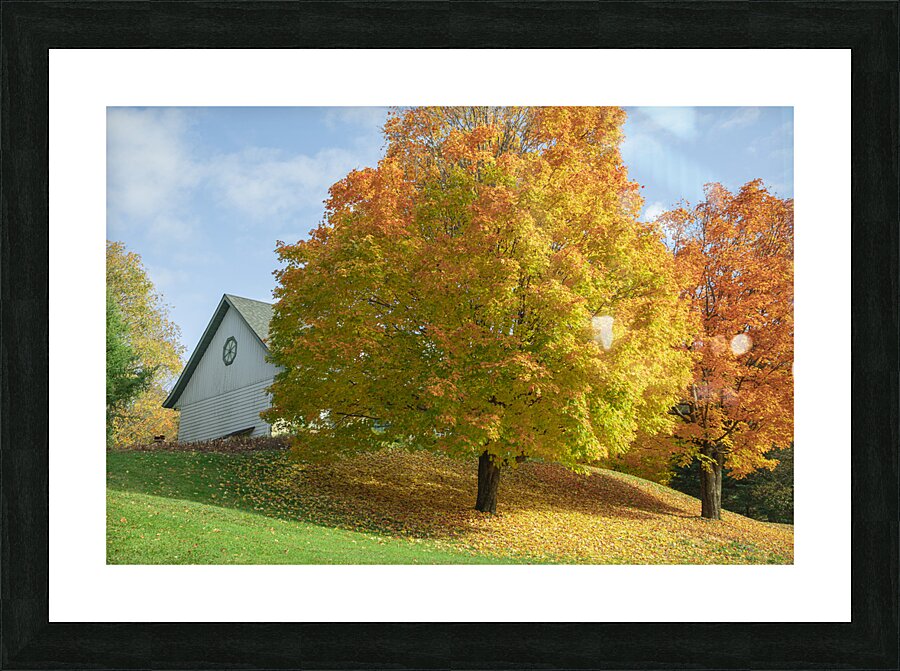 Autumn Classic Maples Impression et Cadre photo