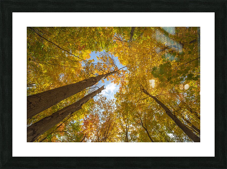 Forest Magical Autumn Glow Picture Frame print