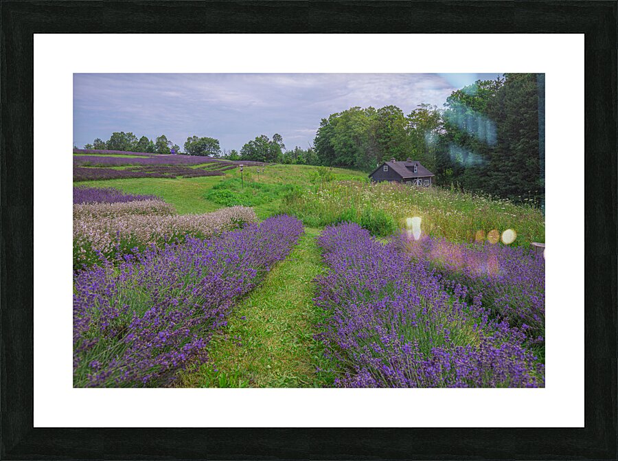Lavender Field Dreams Picture Frame print