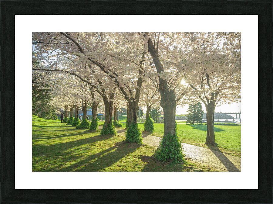 Spencer Park Cherry Blossom Splendor Picture Frame print