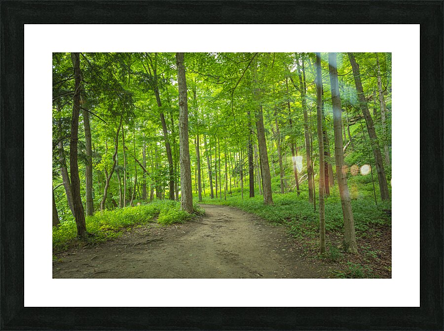 Summer fresh forest glow Picture Frame print