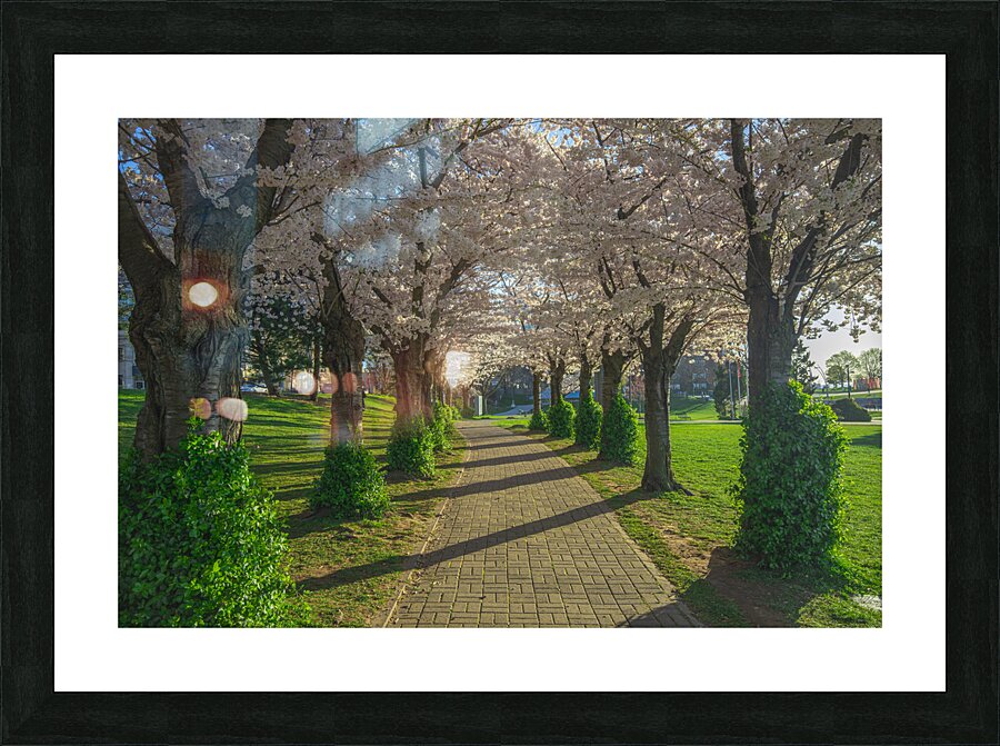 Cherry Blossom Pathway during sunrise Picture Frame print